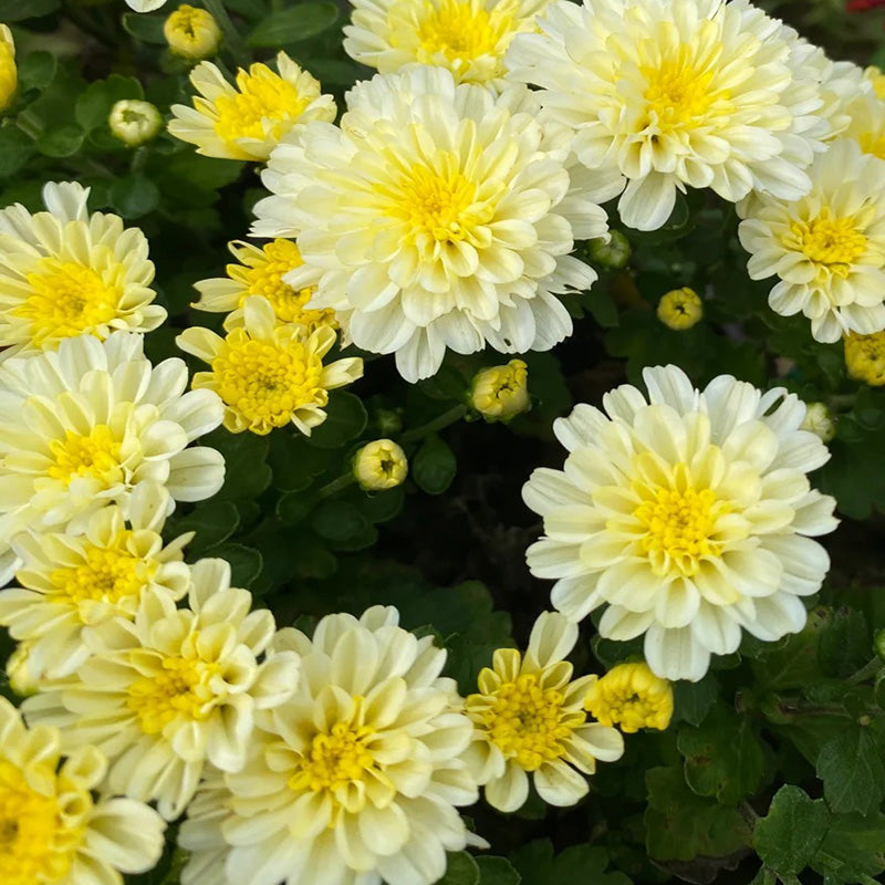 Candy Chrysanthemum-Flower Seeds