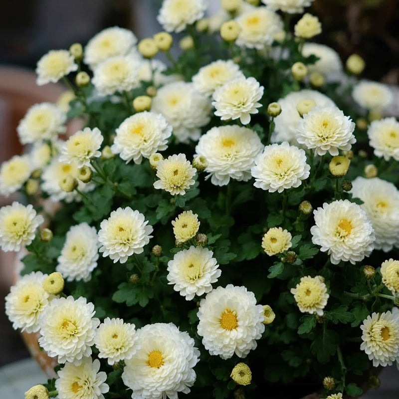 Candy Chrysanthemum-Flower Seeds