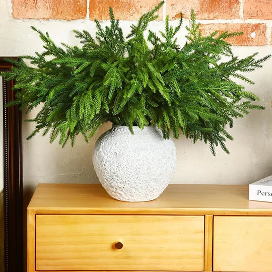 🎄Natural Christmas Greenery🎄Norfolk Pine Branch