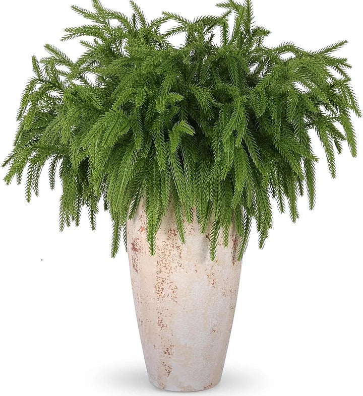🎄Natural Christmas Greenery🎄Norfolk Pine Branch
