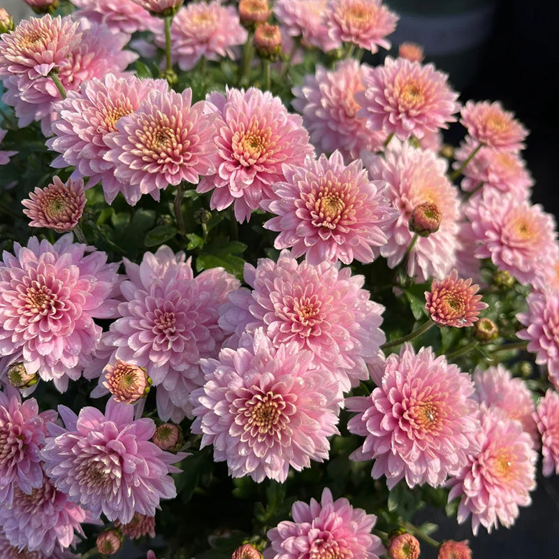 Candy Chrysanthemum-Flower Seeds