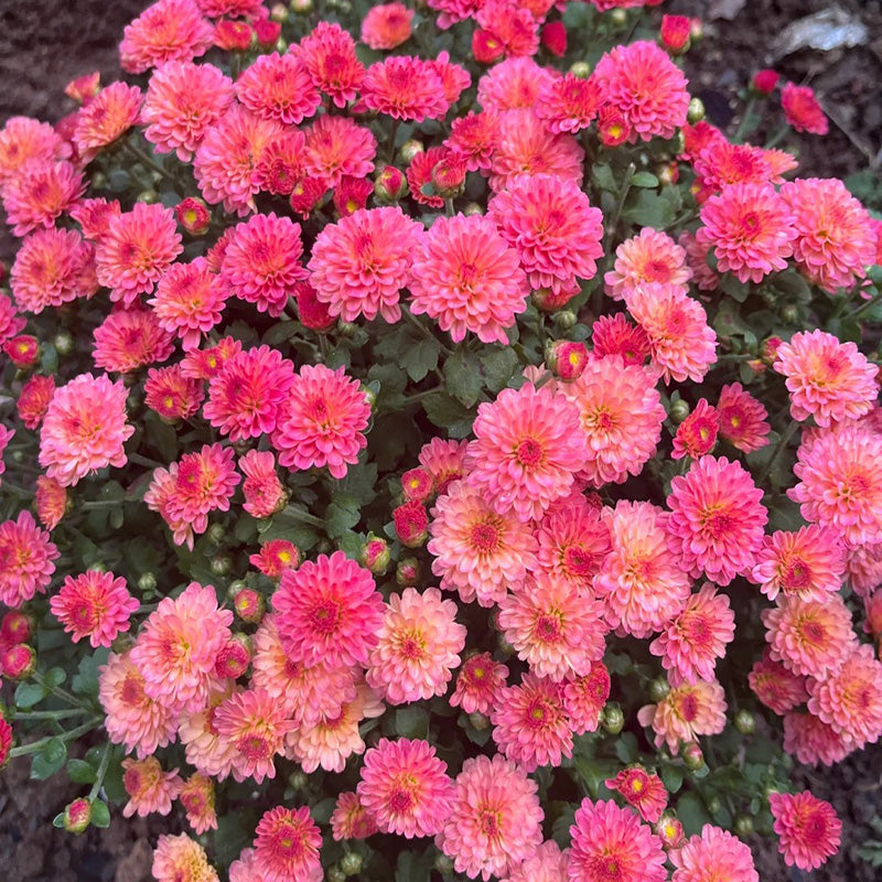 Candy Chrysanthemum-Flower Seeds