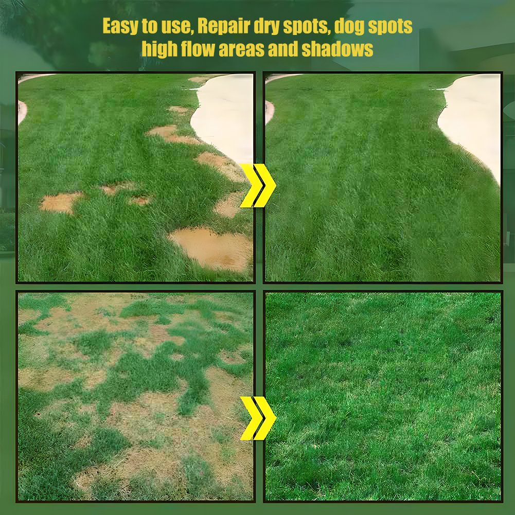 π± Evergreen Dwarf Grass Seed For Four Seasons | Create Your Perfect Lawn Here