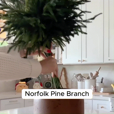🎄Natural Christmas Greenery🎄Norfolk Pine Branch