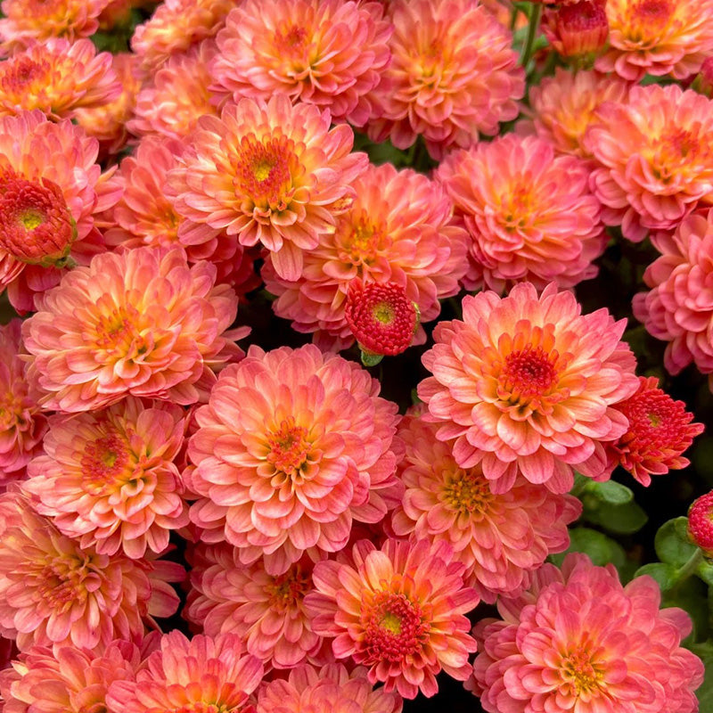 Candy Chrysanthemum-Flower Seeds