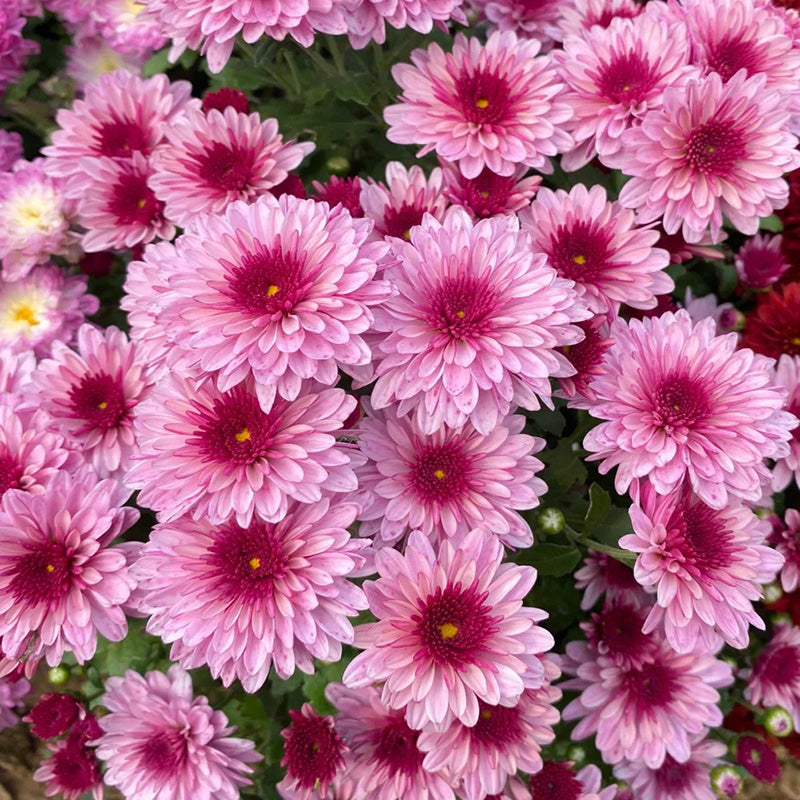 Candy Chrysanthemum-Flower Seeds