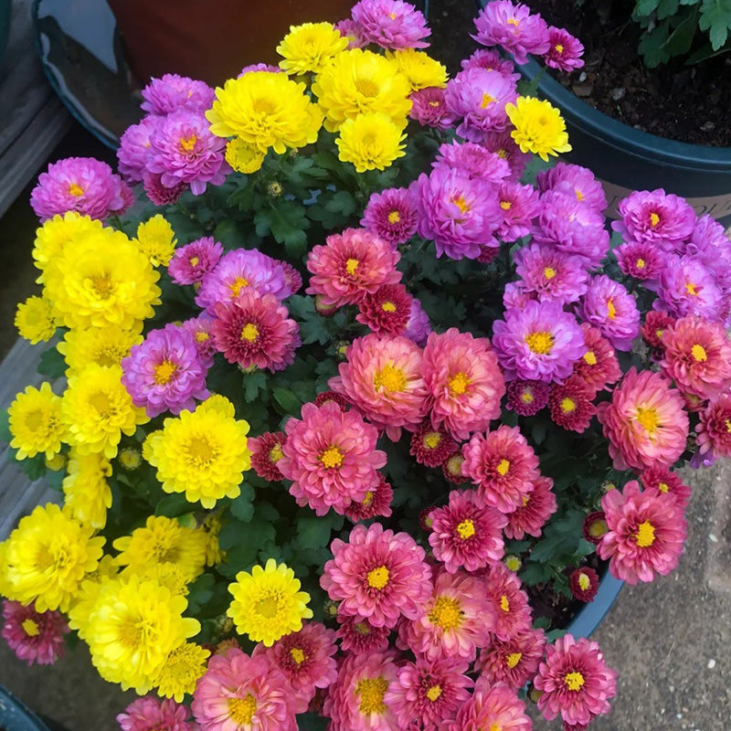 Candy Chrysanthemum-Flower Seeds