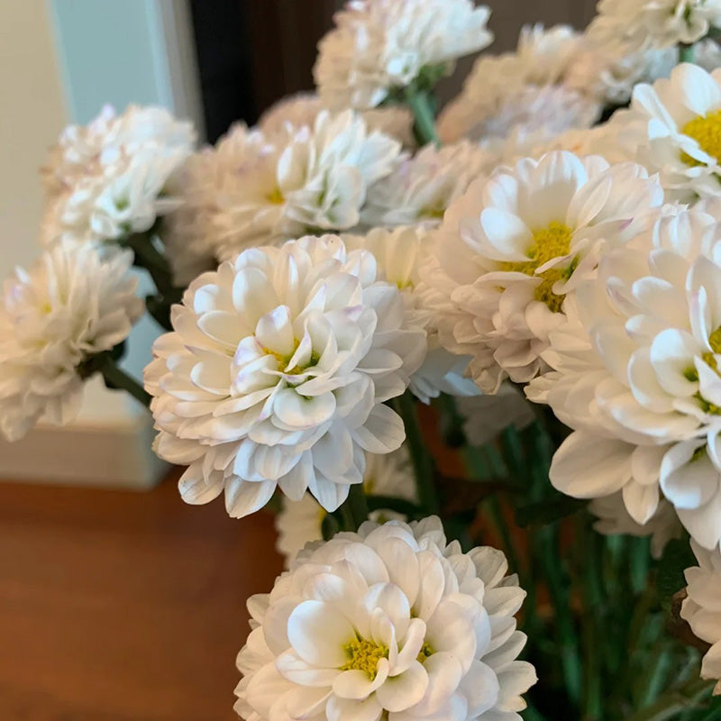 Candy Chrysanthemum-Flower Seeds