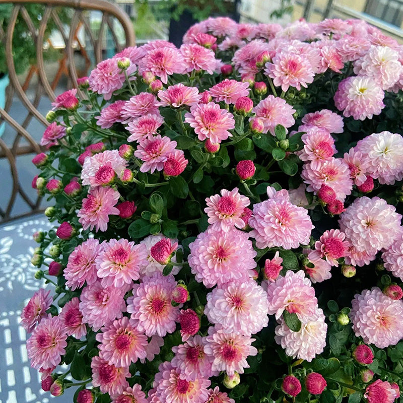 Candy Chrysanthemum-Flower Seeds
