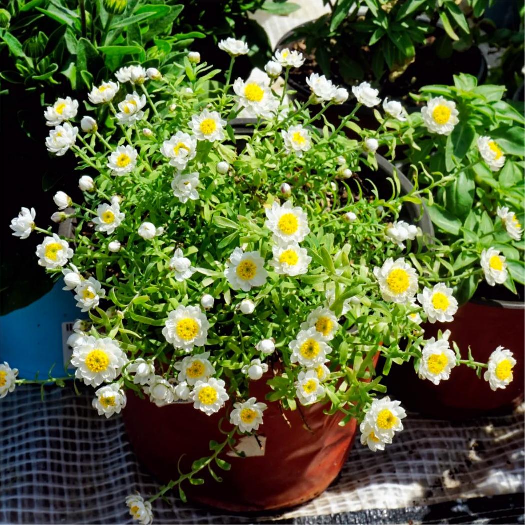 Paper Scale Chrysanthemum