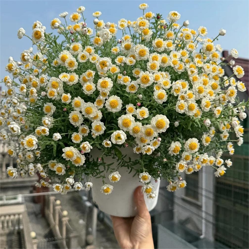 Paper Scale Chrysanthemum