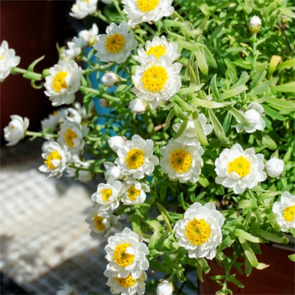 Paper Scale Chrysanthemum
