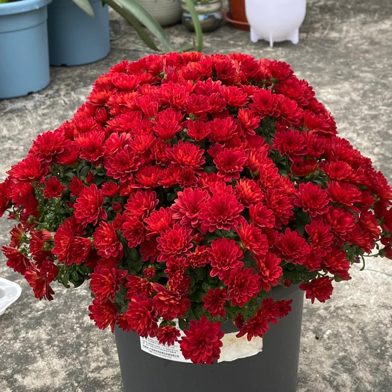 Candy Chrysanthemum-Flower Seeds