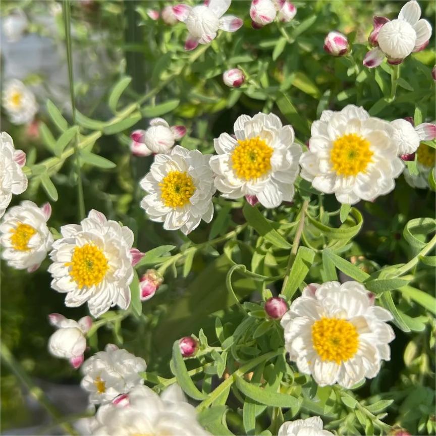 Paper Scale Chrysanthemum