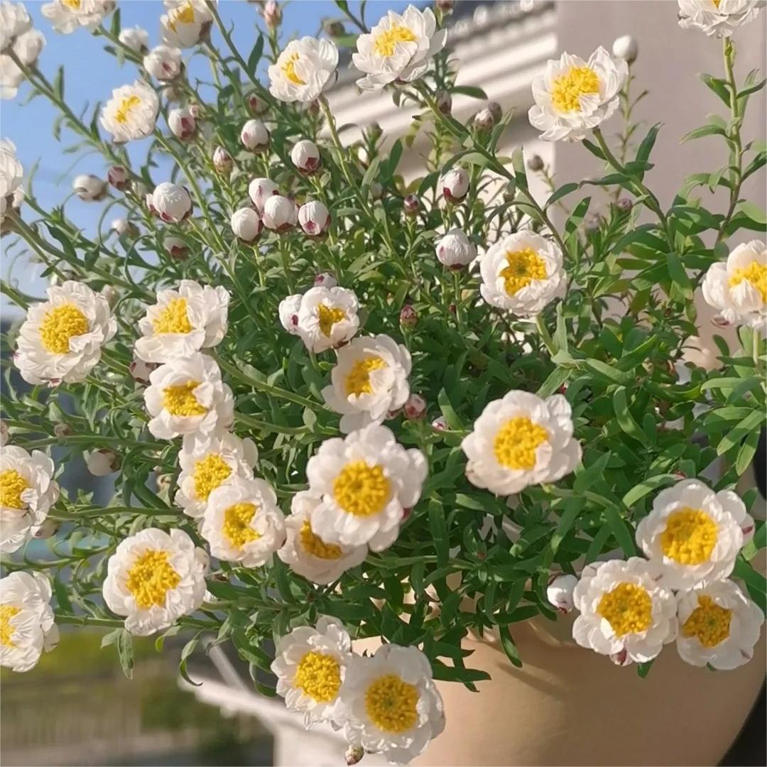Paper Scale Chrysanthemum