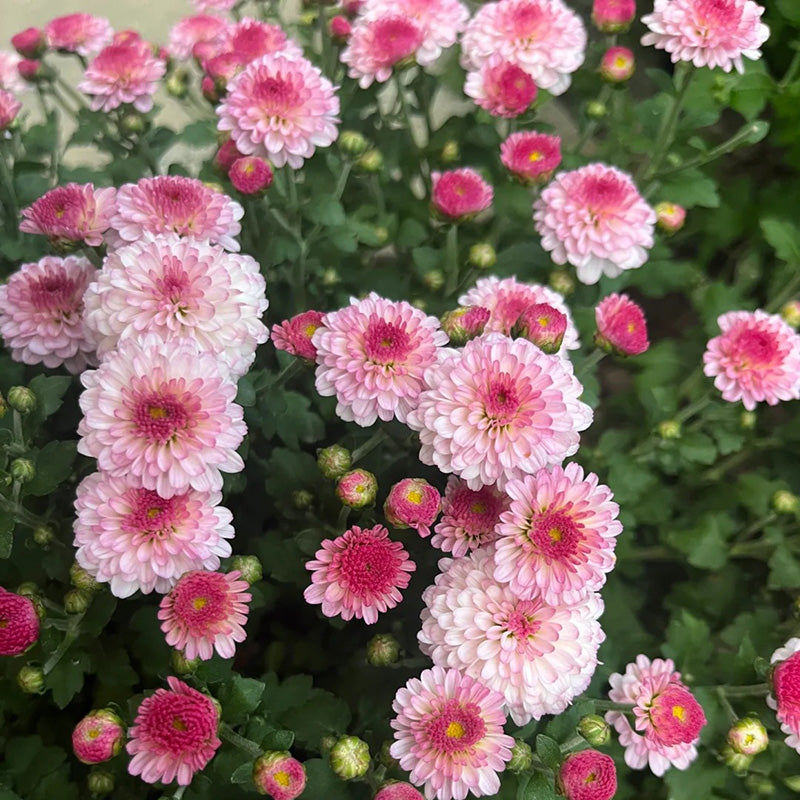 Candy Chrysanthemum-Flower Seeds