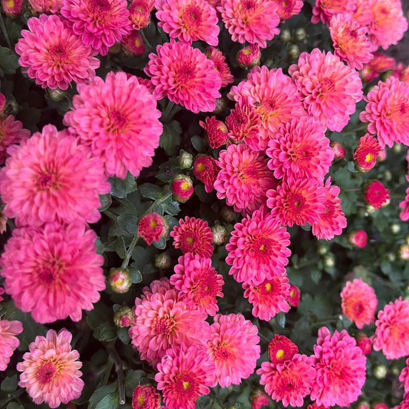 Candy Chrysanthemum-Flower Seeds