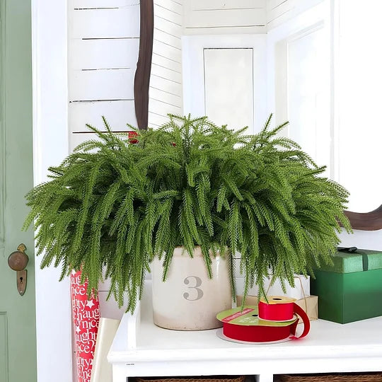 🎄Natural Christmas Greenery🎄Norfolk Pine Branch