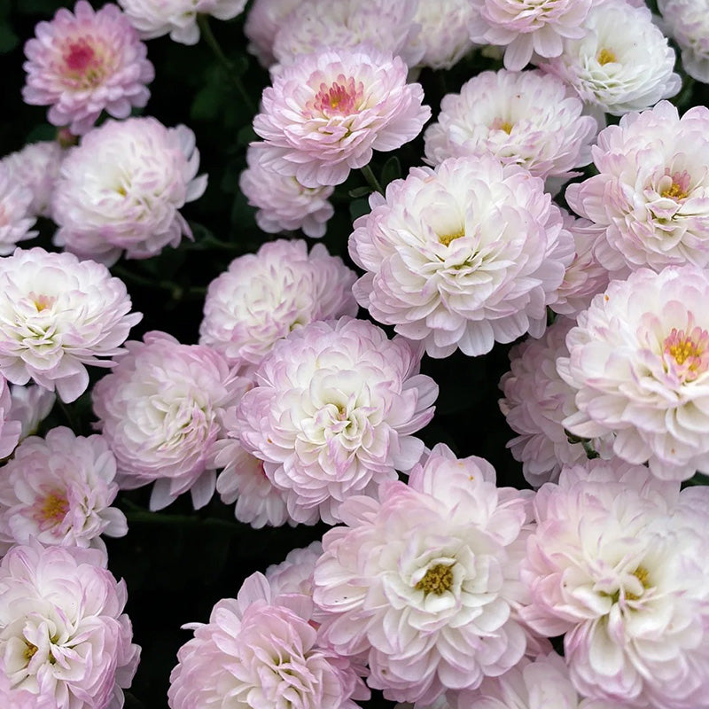 Candy Chrysanthemum-Flower Seeds