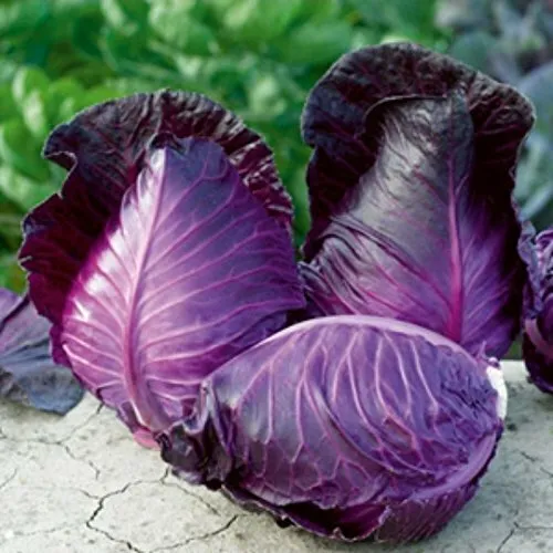 Seeds Cabbage Red Kalibos Giant Vegetable