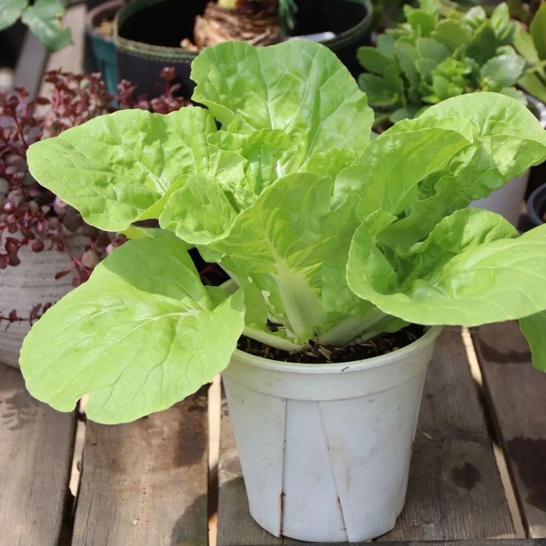 🌿3000 PCS-Fast-Growing Cream Lettuce Seeds