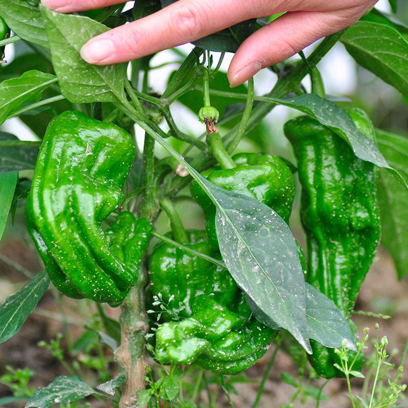 Thin-skinned Pepper Seeds