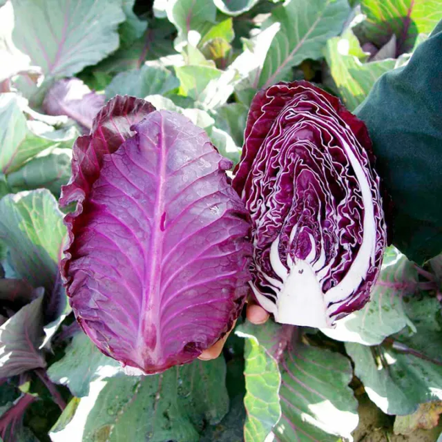 Seeds Cabbage Red Kalibos Giant Vegetable