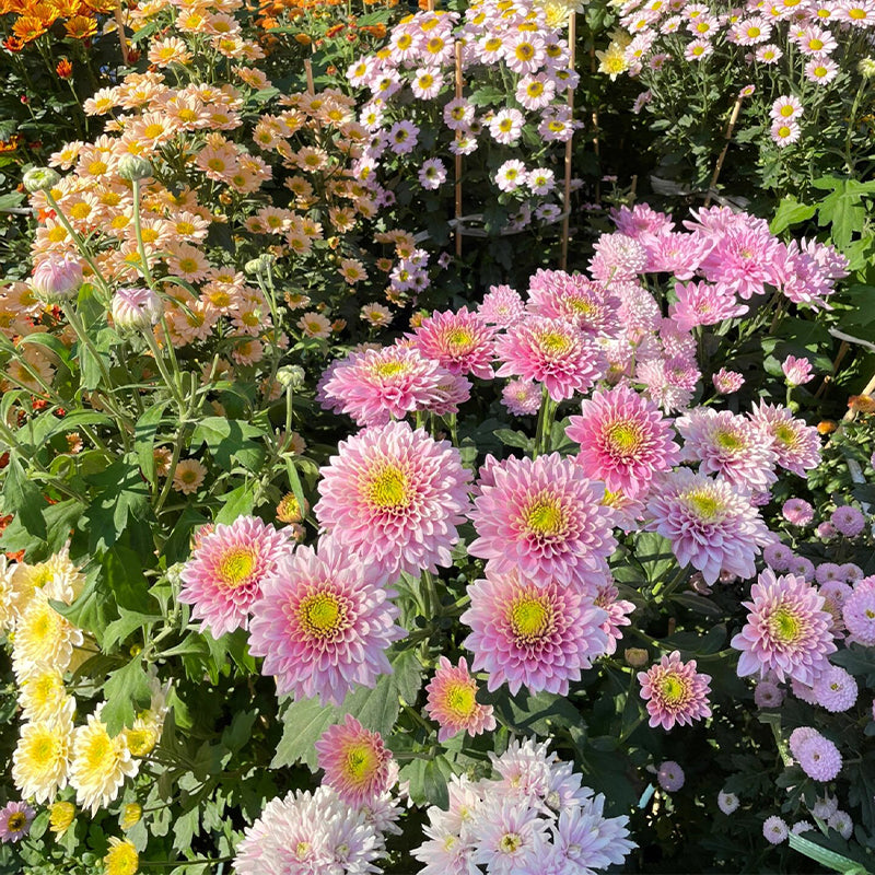 Mixed Perennial Chrysanthemum Seeds