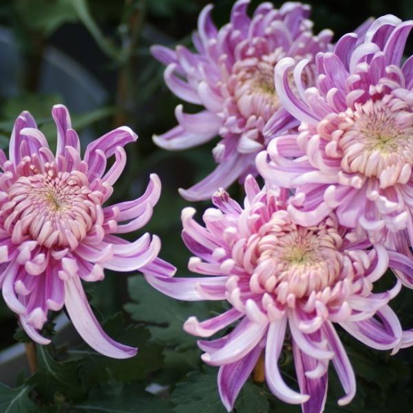 Chrysanthemum Seeds