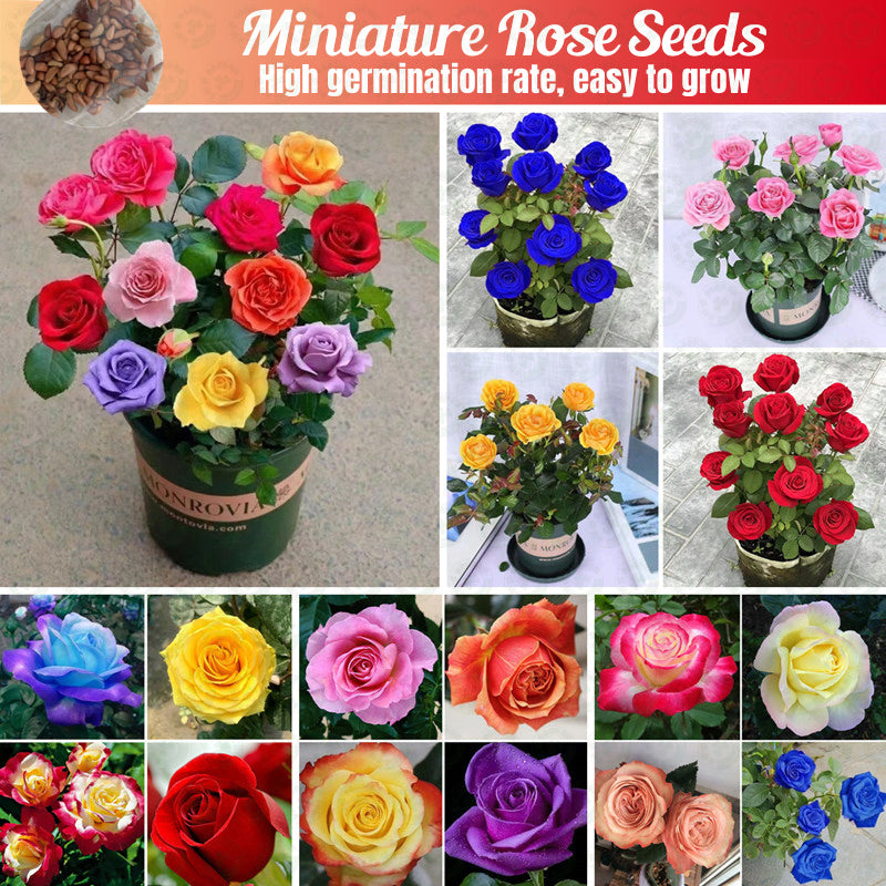 Miniature Rose Seeds