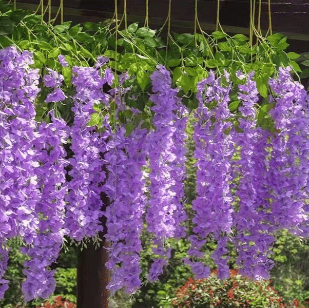 UV Simulation Artificial Wisteria