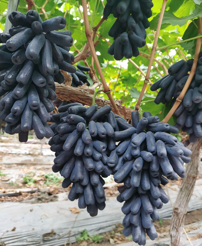 Sweet Sapphire Grape Seeds