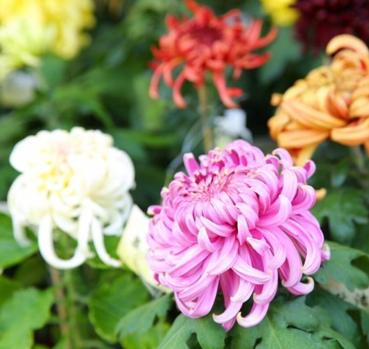 Chrysanthemum Seeds