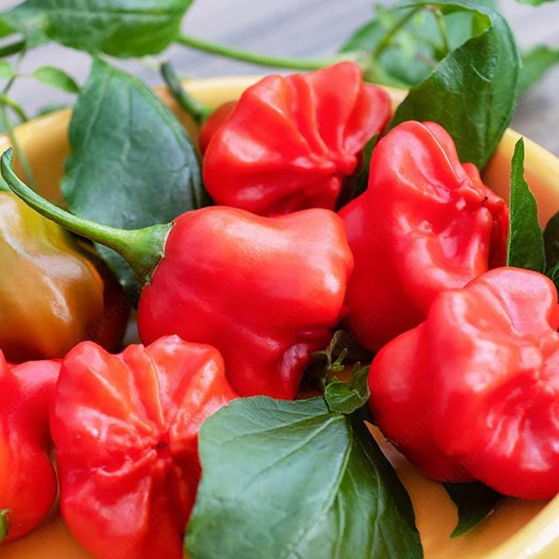 📢New Product Discount🌶️Mad Hatter Peppers Seeds🌱Delicious Pepper