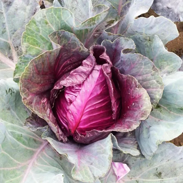 Seeds Cabbage Red Kalibos Giant Vegetable