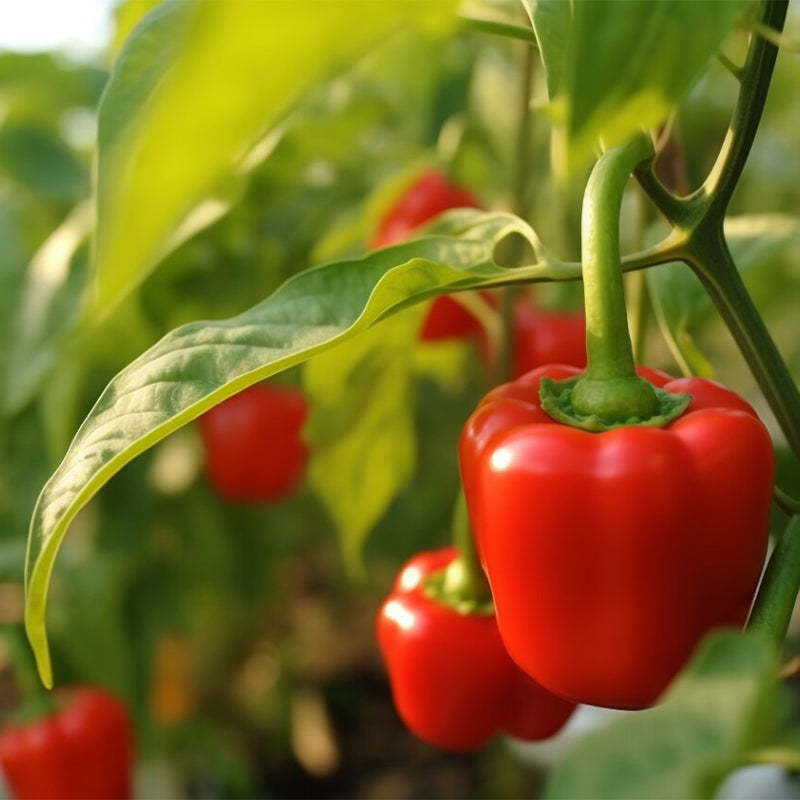 Rainbow Sweet Bell Pepper Seeds