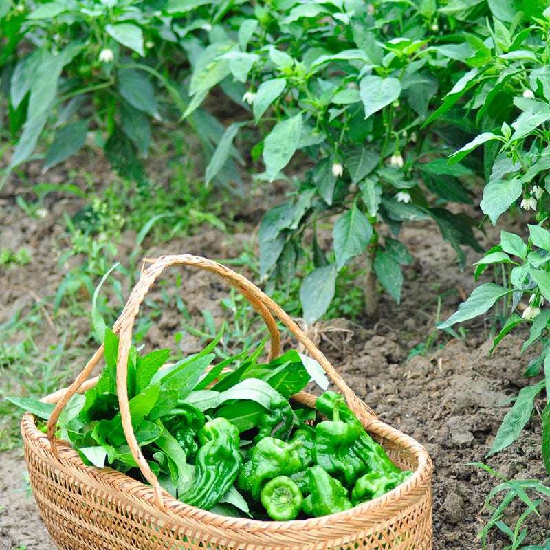 Thin-skinned Pepper Seeds