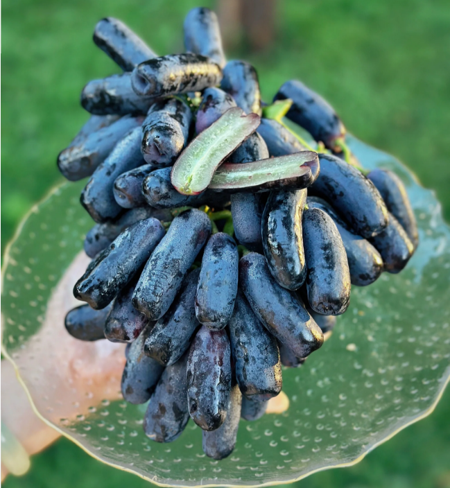 Sweet Sapphire Grape Seeds