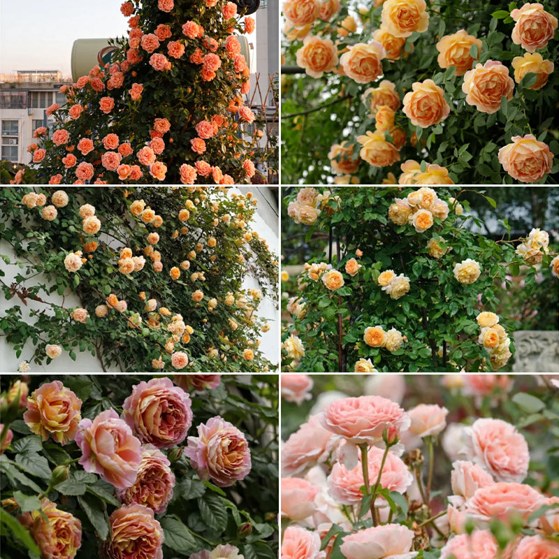 Mixed Angel Climbing Rose Seeds