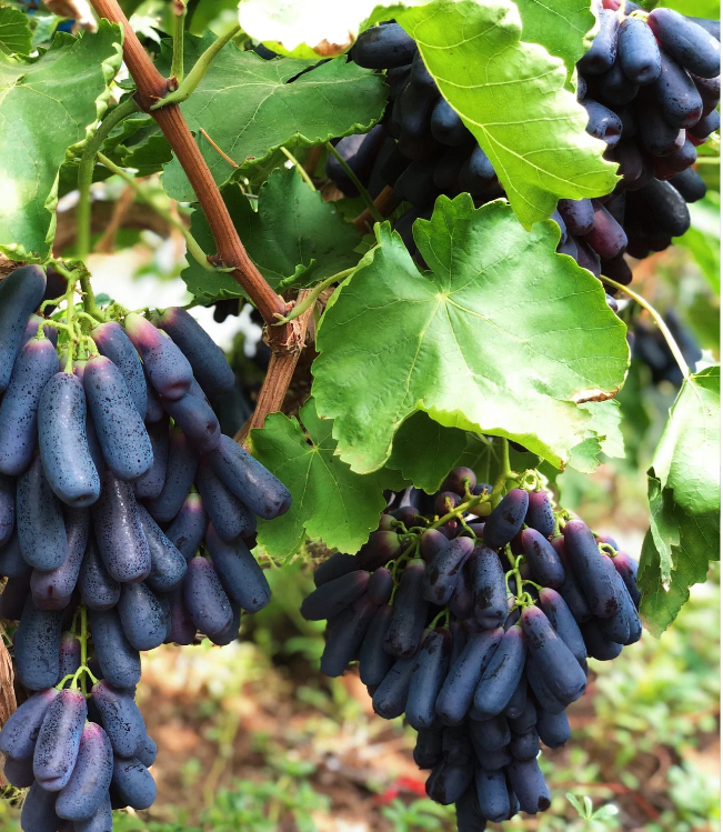 Sweet Sapphire Grape Seeds