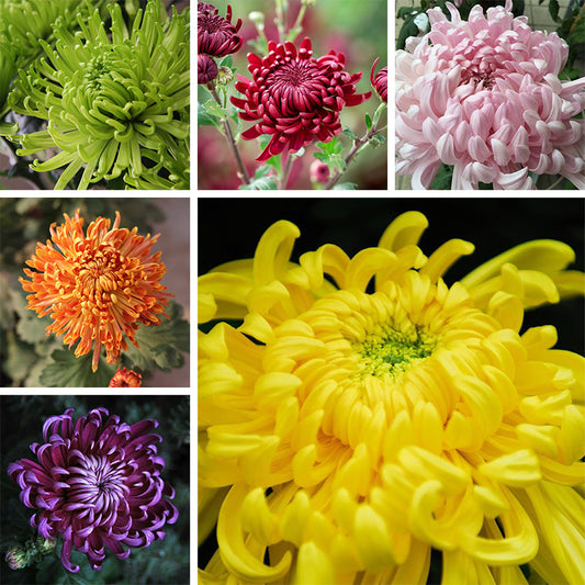 Colorful Crab Claw Chrysanthemum 🌼Choose the Color-Non-GMO