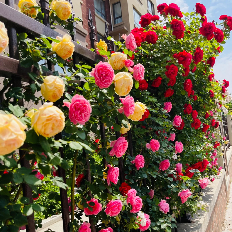 Mixed Angel Climbing Rose Seeds