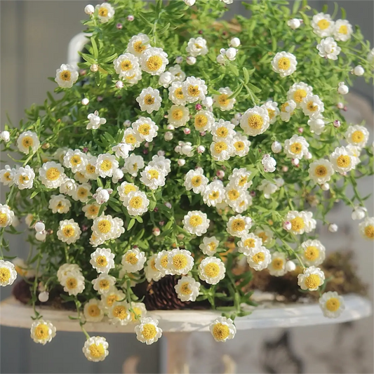 Paper Scale Chrysanthemum