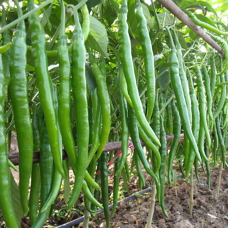 Spicy long pepper vegetable seeds