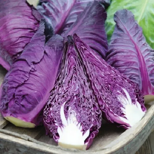 Seeds Cabbage Red Kalibos Giant Vegetable