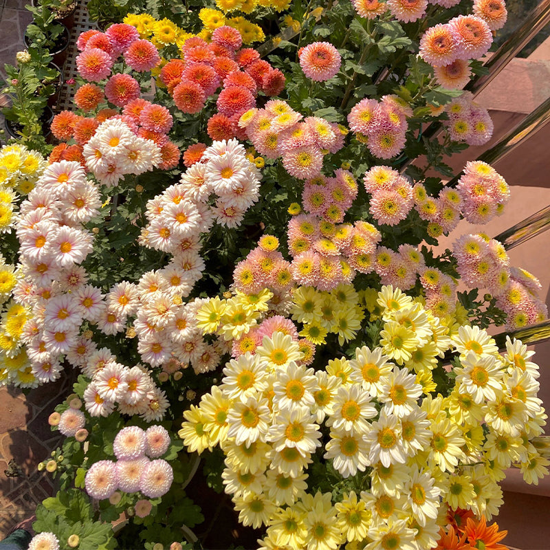 Mixed Perennial Chrysanthemum Seeds