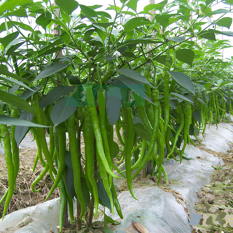 Spicy long pepper vegetable seeds