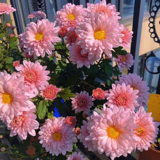 Mixed Perennial Chrysanthemum Seeds