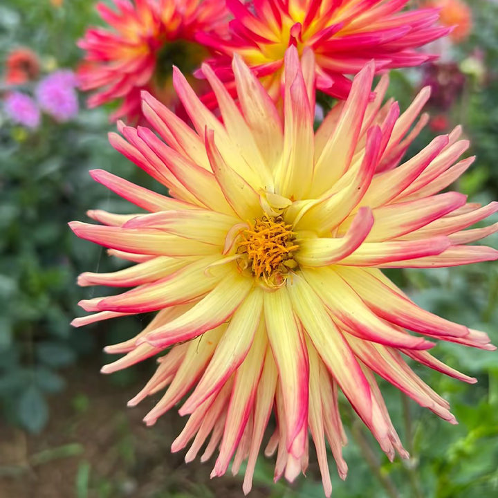 Mixture Dahlia Seeds