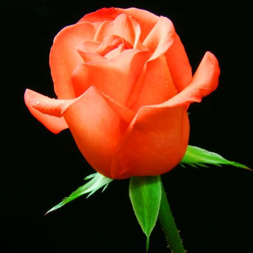 Beautiful Mini Rose Seeds, 100pcs/pack